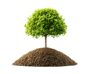 Green tree stands tall on a mound of rich brown soil isolate on transparent background, png, cutout
