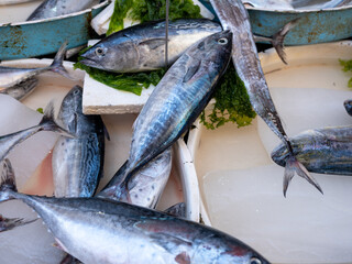 Fish in open seamarket