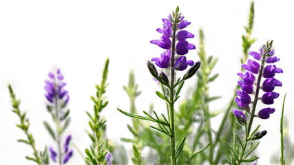 Naklejka premium Close up of a clump of vibrant purple and pink wildflowers against a backdrop of lush greenery. Isolated from the background.