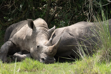rhino in Uganda