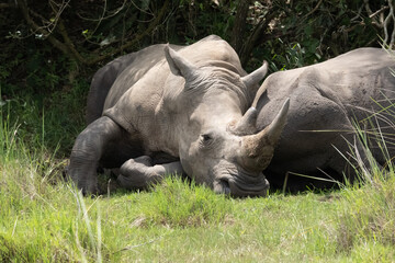 rhino in Uganda