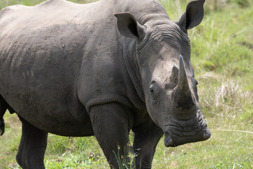 rhino in Uganda