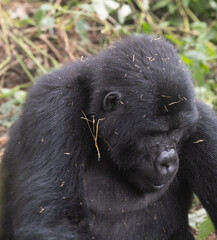 silverback Mountain Gorilla, Uganda