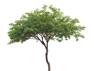 Obraz premium green tree isolated white background