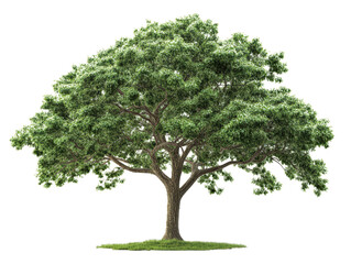 Obraz premium green tree isolated white background