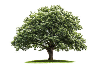 green tree isolated white background