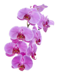 Purple Phalaenopsis Orchid, Moth Orchids isolated on white background, with clipping path 