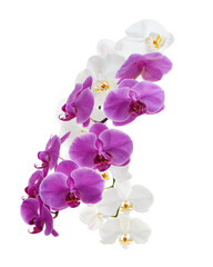 Purple Phalaenopsis Orchid, Moth Orchids isolated on white background, with clipping path 