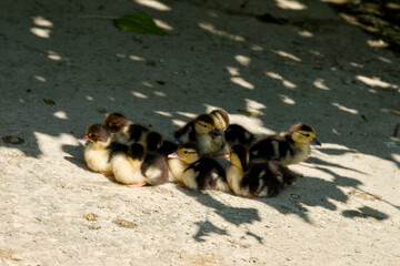 Poussins du parc national d'Athènes