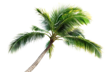 Tropical palm tree, cut out