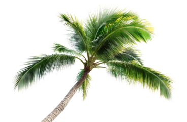 Tropical palm tree, cut out