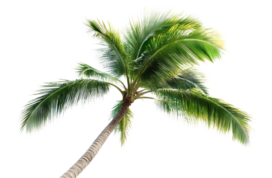 Tropical palm tree, cut out