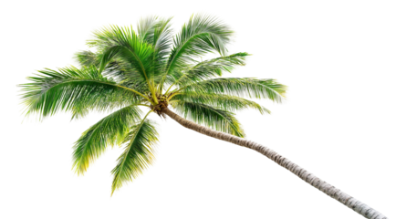 Tropical palm tree, cut out