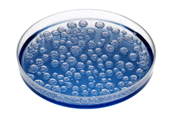 Close up view of a petri dish filled with blue liquid and bubbles isolate on transparent background, png, cutout