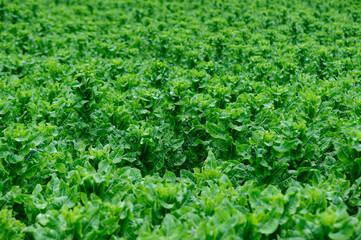 Green stem lettuce crops in garden
