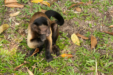 baby baboon sitting on the ground