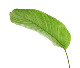 Calathea foliage, Exotic tropical leaf, Large green leaf, isolated on white background with clipping path © DEWINs
