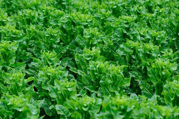 Green stem lettuce crops in garden