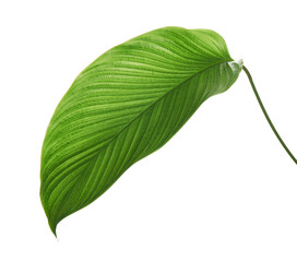 Calathea foliage, Exotic tropical leaf, Large green leaf, isolated on white background with clipping path © DEWINs