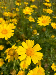 Bright Yellow Flowers in Full Bloom – Macro Photography of Dandelions, Sunflowers, and Daisies in a Summer Meadow Garden