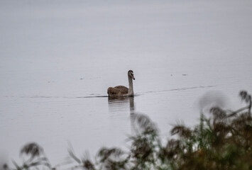 white mute swans make a stop on lakes of Moscow region during transit to the south