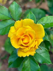 Beautiful Roses in Bloom – A Garden of Pink, Red, and Yellow Flowers Celebrating Nature’s Beauty and Romance for Valentine’s Day