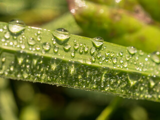 abstract green grass with drops on a sunny morning