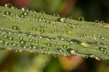 green grass with dew on a sunny morning