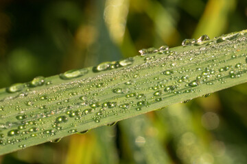 grass with dew drops
