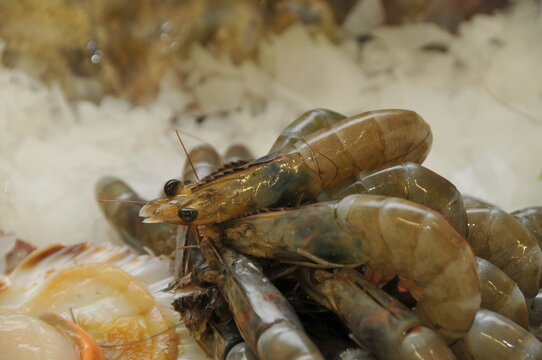 Crevettes roses et grises sur lit de glace