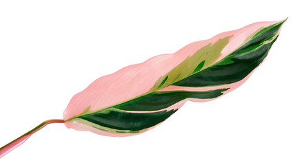 Stromanthe triostar leaf, Tropical foliage isolated on white background, with clipping path © DEWINs