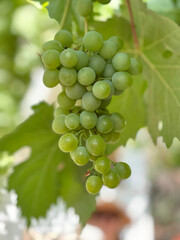 Ripe Grapes on the Vine in a Vineyard – Fresh Harvest of Red and Blue Berries for Wine and Agriculture