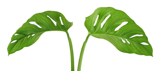 Monstera obliqua leaves, Tropical foliage  isolated on white background, with clipping path © DEWINs