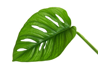 Monstera obliqua leaves, Tropical foliage  isolated on white background, with clipping path © DEWINs