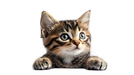 Fototapeta premium Adorable Tabby Kitten Sitting and Looking Curiously in White Studio Background. Cute Young Domestic Cat Pet Portrait with Soft Fluffy Fur and Innocent Playful Expression.