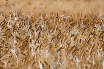 Un champ de blé sous le soleil : l'émerveillement au cœur des épis de blé