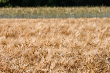 Culture céréalière : défis et opportunités des enjeux de la culture intensive du.blé dans l'agriculture