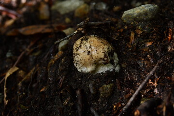 The porcini mushroom hidden in the undergrowth