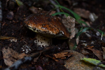 The porcini mushroom hidden in the undergrowth