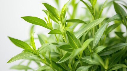 Obraz premium Lush green leaves of a healthy herb plant thriving in bright indoor lighting