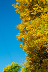 Fototapeta premium Crown of autumn trees golden leaves against the blue sky
