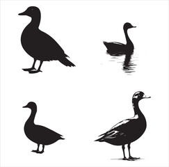 silhouette of a duck,bird, swan, animal, duck, goose, illustration, vector, silhouette, nature, cartoon, water, beak, icon, black, wild, lake, drawing, wildlife, birds, design, feather, love, art, sym