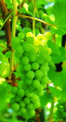 Grapes Fresh Close-up Vertical Green Plant Vineyard Nature Healthy