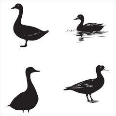 silhouette of a duck,bird, swan, animal, duck, goose, illustration, vector, silhouette, nature, cartoon, water, beak, icon, black, wild, lake, drawing, wildlife, birds, design, feather, love, art, sym