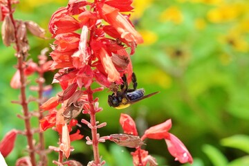 熊蜂が蜜を集めに来ていた