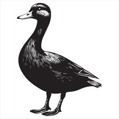 silhouette of a duck,bird, swan, animal, duck, goose, illustration, vector, silhouette, nature, cartoon, water, beak, icon, black, wild, lake, drawing, wildlife, birds, design, feather, love, art, sym