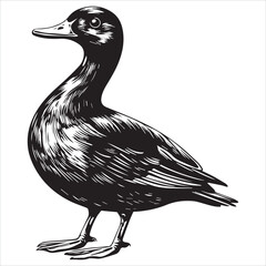 silhouette of a duck,bird, swan, animal, duck, goose, illustration, vector, silhouette, nature, cartoon, water, beak, icon, black, wild, lake, drawing, wildlife, birds, design, feather, love, art, sym