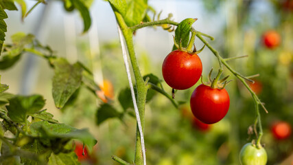 A close-up shot of ripe and unripe tomatoes hanging from the vine in a greenhouse. The image captures the vibrant colors and healthy growth of the tomatoes.