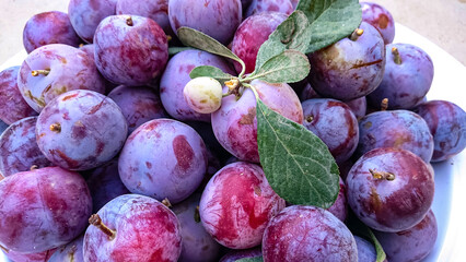 fresh plums 