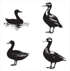 silhouette of a duck,bird, swan, animal, duck, goose, illustration, vector, silhouette, nature, cartoon, water, beak, icon, black, wild, lake, drawing, wildlife, birds, design, feather, love, art, sym